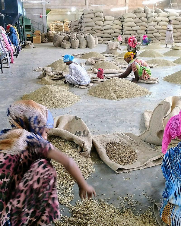 Ethiopia | Harrar