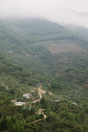 Guatemala | Alma - Quills Coffee